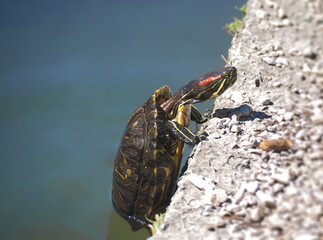 Macro of a climbing water turtle