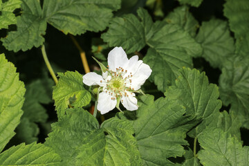 Blüten der Brombeere
