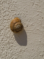 Close up of a snail shell on a wall