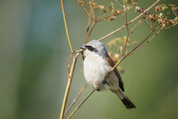 red-backed shrike (Lanius Collurio)...