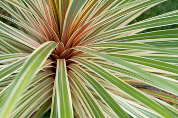 Close up of a phormium plant