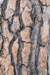 Closeup of a pine bark tree for background