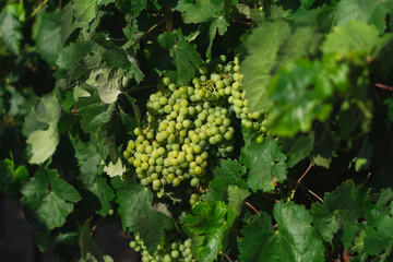 bunch of grapes in the field