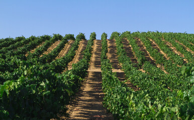 Fototapeta na wymiar Landscape of vineyards in southern Spain