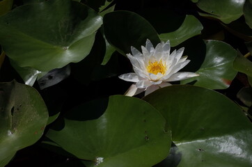 White Flower of Water Lily in Full Bloom
