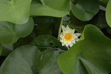 White Flower of Water Lily in Full Bloom
