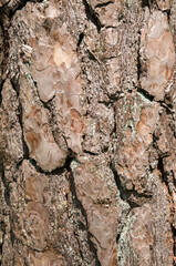 Closeup of a pine bark tree for background