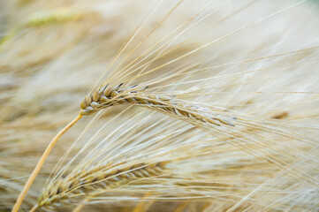 Ears of ripe wheat. Closeup

