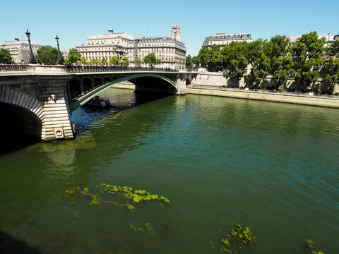 Alguaes invading Seine river like here at Quai de Corse, Paris, France