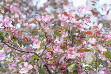 Flowers of an apple tree