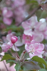 Fototapeta na wymiar Flowers of an apple tree