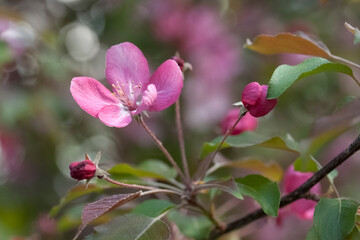 Flowers of an apple tree