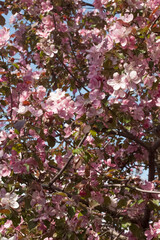 Flowers of an apple tree
