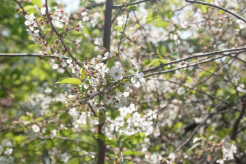 Flower of an apple tree