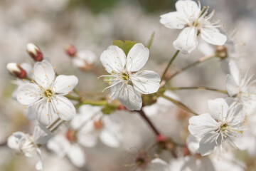 Flower of an apple tree