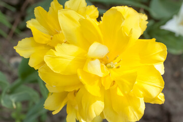 Yellow flower