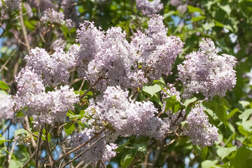 Blooming lilac
