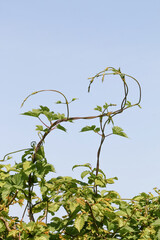 Hopfenranken, Humulus lupulus