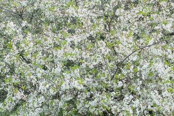 Flower of an apple tree
