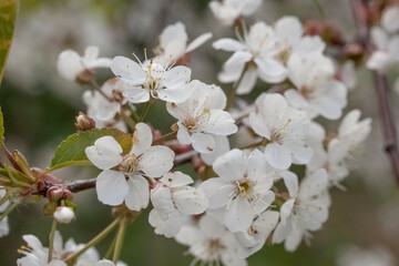 Flower of an apple tree