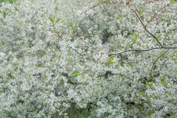 Flower of an apple tree