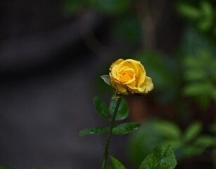 single yellow rose in green garden