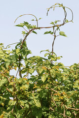 Hopfenranken, Humulus lupulus