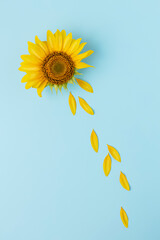 Sunflower on a bright blue background. Isolated sunflower with fallen petals. Minimalist art photography, creative art detail. Flower summer minimal concept.
