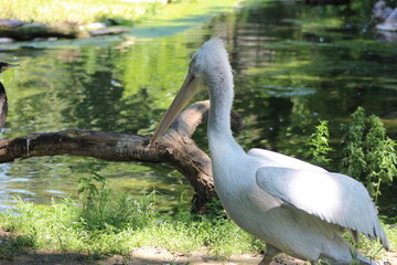 Animal and nature photos from the Schoenbrunn Zoo in Vienna