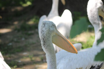 Animal and nature photos from the Schoenbrunn Zoo in Vienna
