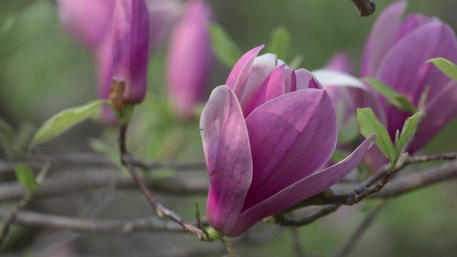 Beautiful Magnolia flowers springtime blossom