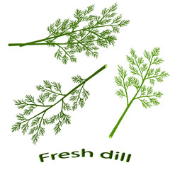 Fresh dill. Green vegetables. The green dill close-up. Vector illustration.