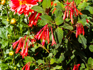 Fuchsia lumineux ou Fuchsia triphylla 'fulgens' aux grappes de fleurs tubulaires rouge orangé dans un feuillage luxuriant vert aux feuilles cordiformes  vert brillant teinté de pourpre