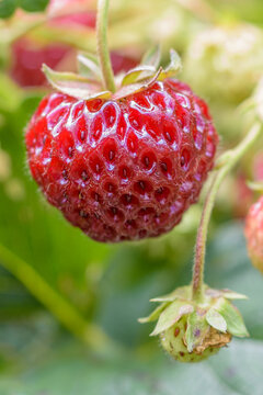 Strawberry mieze schindler close-up