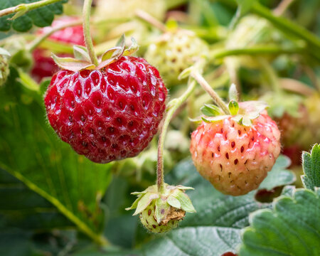 Strawberry mieze schindler close-up