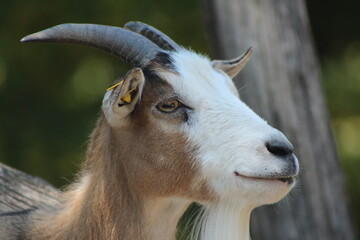 Animal and nature photos from the Schoenbrunn Zoo in Vienna