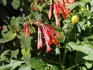 Fuchsia triphylla 'fulgens' ou fuchsia lumineux à longues et minces fleurs tubulaires pendantes rouge écarlate, orangé dans un feuillage vert bordé et teinté de pourpre
