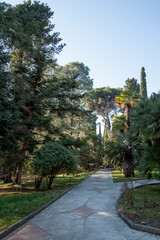 Forest in Russia, Sochi