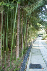 Bamboo forest in Sochi
