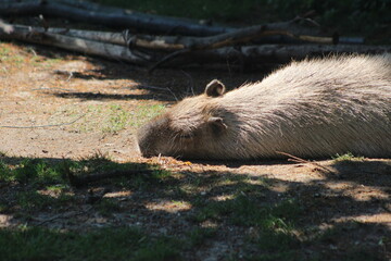 Animal and nature photos from the Schoenbrunn Zoo in Vienna