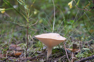 A little mushroom in the grass