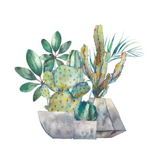 Watercolor hand drawn cactus group. Home garden illustration isolated on white background. Modern home plants composition