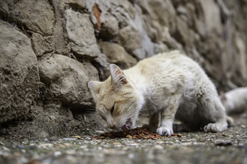 Stray cats eating on the street