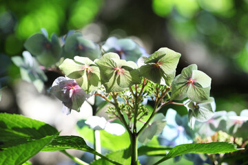 Obraz premium Green and blue lacecap florets on a hydrangea macrophylla in the summer sunshine