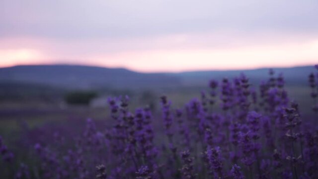 Lavender field in Crimea, Ukraine. Footage. Perfect Violet fragrant lavender flowers. Extreme Close up view of growing Lavender swaying on wind over dark sunset sky.