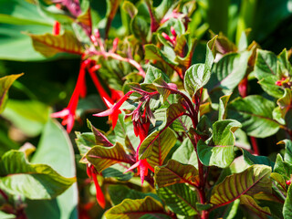 Fuchsia lumineux ou fuchsia triphylla 'fulgens' aux grappes de fleurs tubulaires pendantes rouges...