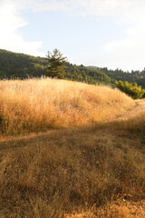 Rural Landscape in the early Morning in the Ardeche, France