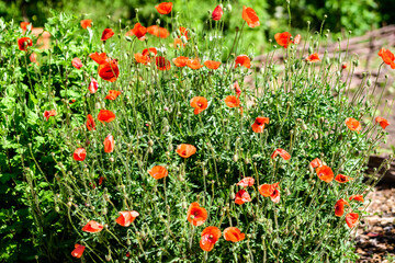 Close up of many red poppy flowers and blurred green leaves in a British cottage style garden in a sunny summer day, beautiful outdoor floral background photographed with soft focus.