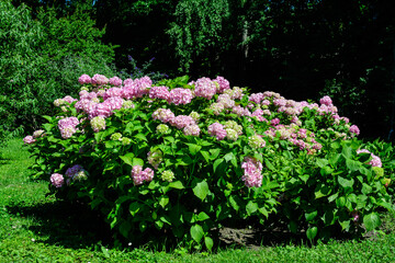 Magenta pink hydrangea macrophylla or hortensia shrub in full bloom in a flower pot, with fresh green leaves in the background, in a garden in a sunny summer day.