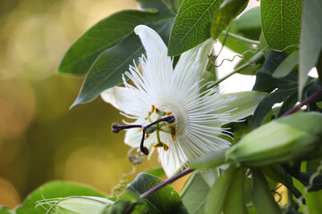 'Snow Queen' passion flower, passiflora in the summer sunshine